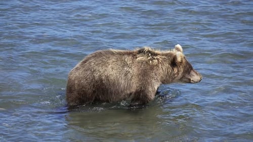 Brown Bear in River