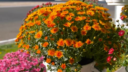 Close Up of Orange Flowers in Pots
