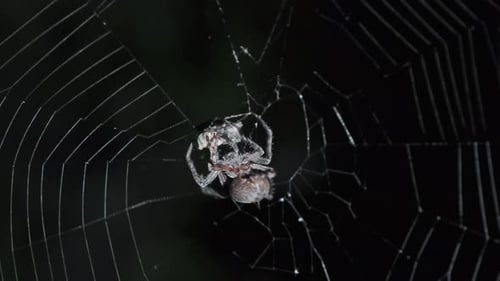 Spider hunt on web at night