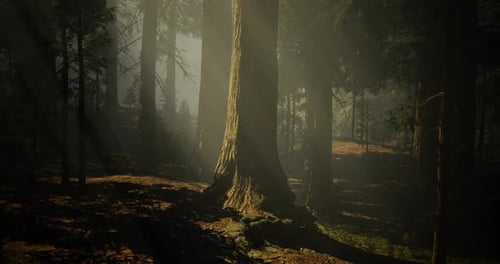 Sunlight Filters Through Trees in a Tranquil Forest Setting at Dawn