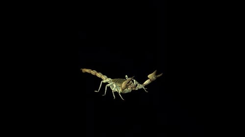 Realistic 3D Scorpion Walking Animation