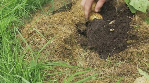 Harvesting Potatoes Fresh Organic Tubers Dug Up from Rich Garden Soil