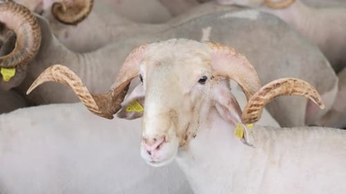 Sheep Animal in a Farm Land in Istanbul