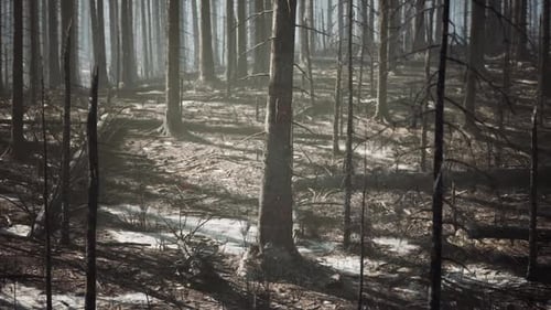 Devastation of a Burned Forest Revealing Charred Trees and Ash Covered Ground