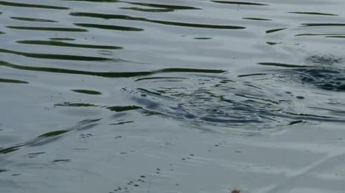 Ein Fisch, der an einer Angelschnur gefangen wurde und an der Wasseroberfläche kämpft. - Nahaufnahme