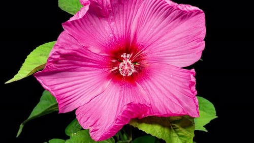 Pink Hibiscus Moscheutos Flower Blooms. Time Lapse of a Blooming Hibiscus Plant