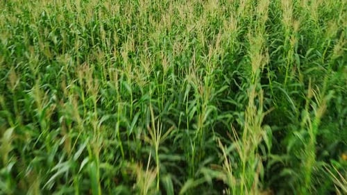 Green Cornfield Swaying in the Wind
