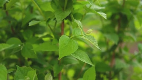 Branche verte fraîche Hello Spring avec de nouvelles feuilles sur fond de verdure floue printemps-été dans
