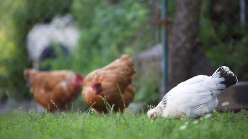 Hens Eating on Green Grass in Farm Yard