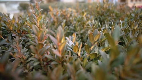 Schönes Gras