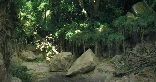 Lush Forest Path with Large Boulders Under Dense Tree Canopy