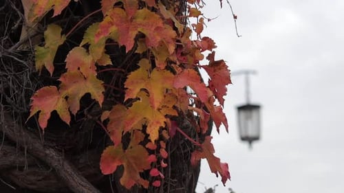 Close up view of a brick building, with creeping ivy, Wawel Royal Castle in Krakow, Poland.