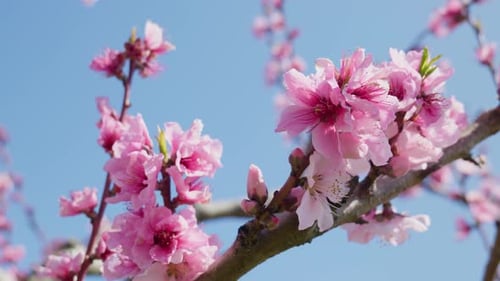 Pfirsichbaum voller zarter rosa Blüten blühender Sakura-Blütenblätter, die gegen einen blauen Himmel flattern Pfirsich a.