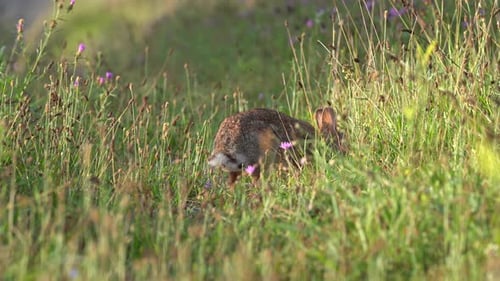 Ein Wildkaninchen, das im frühen Morgenlicht auf einer Wiese weidet.