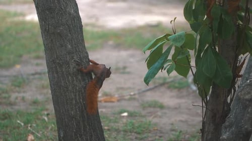 Cute brown squirrel climbing a tree in a park