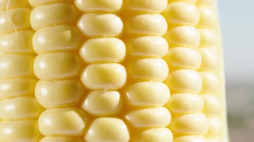 Corn cob with green leaves and water drops, rotation. extreme close-up