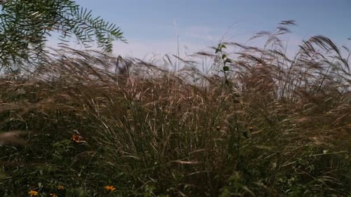 Tall Grasses Blowing in a Natural Field