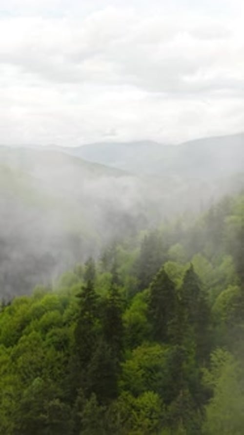 Aerial View of Foggy Spring Forest Landscape From Above