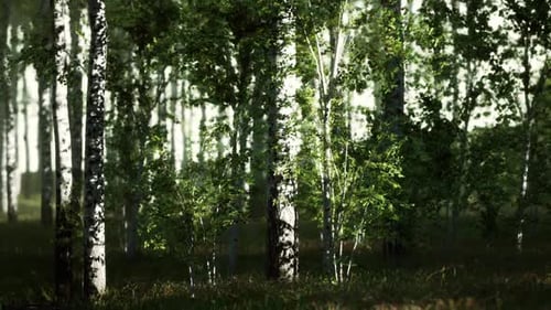 Towering Birch Trees in Dense Forest