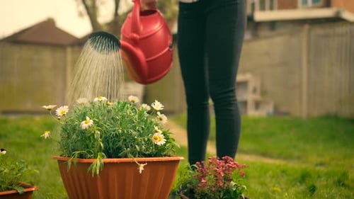 Woman Watering Flowers in Planter Using Red Watering Can Spring Bloom Tending Woman Cultivating