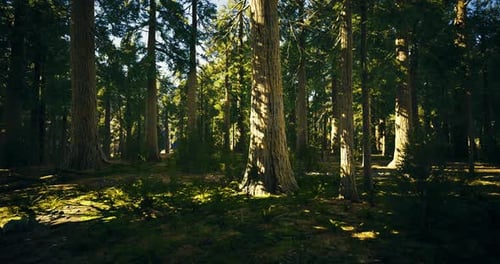 Serene Forest Landscape with Tall Trees and Dappled Sunlight on the Ground