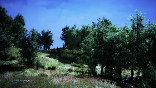Tree Forrest in the Mountains