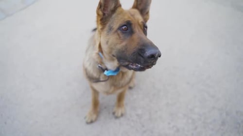 Attentive German Shepherd Dog Sitting Outdoors