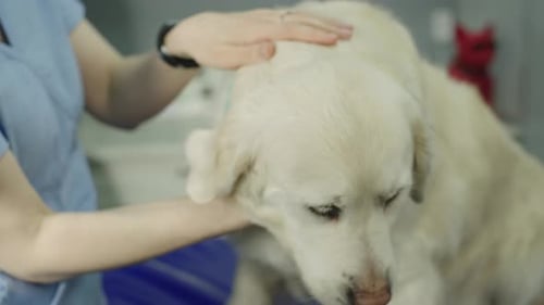 Gentle Veterinarian Examines Calm Golden Retriever Dog