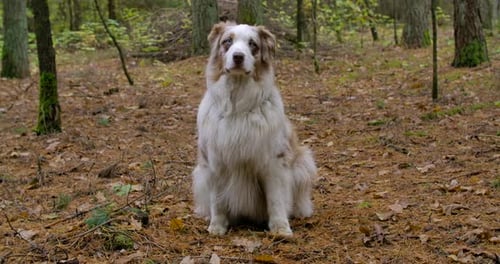 Friendly australian shepherd dog sitting in a forest