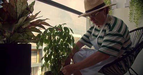 Anciana Jardinería cuidando plantas y flores en su casa Jardinería de cerca mano de