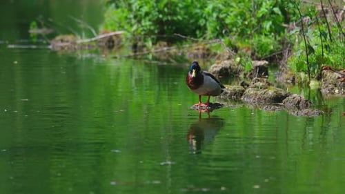 Los patos duermen, se limpian las plumas, comen algas. Los patos se reflejan maravillosamente en el agua.