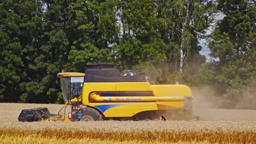 Combine harvesting wheat. Combine working in fields at countryside farm