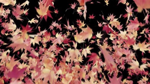 Bursting Maple Leaf