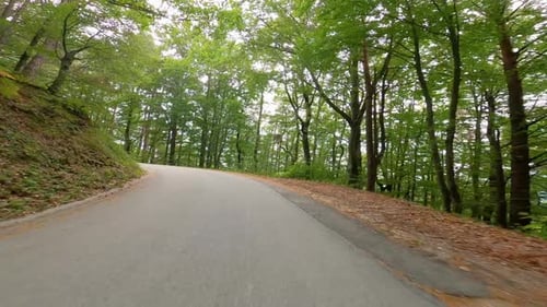 Driving through a summer forest on asphalt road.