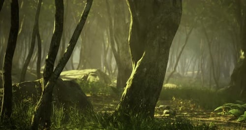 Enchanted Forest with Mist Revealing Hidden Pathways of Nature