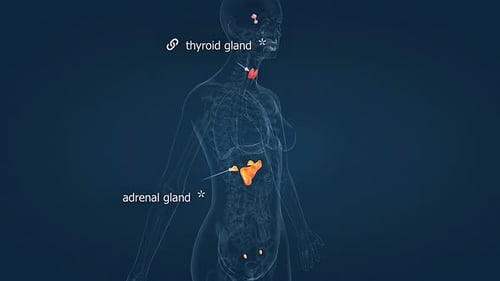 3D Animation of Human Endocrine Glands Highlighting