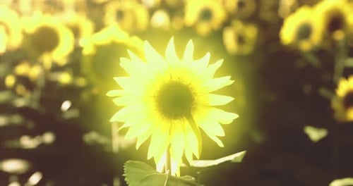 Tournesols debout sous la lumière du soleil dans un champ vibrant