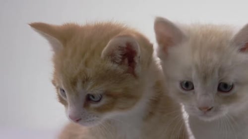 Two Cute Kittens Resting Close-up