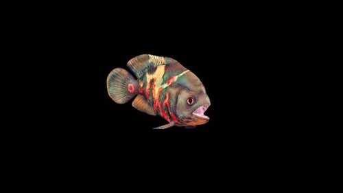 Seamless Looping Realistic Oscar Fish Animation