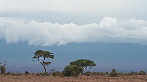Stunning African landscape with a trees against a cloudy sky