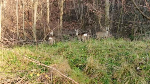 Three wild cautious roe deer grazing in forest on autumn day