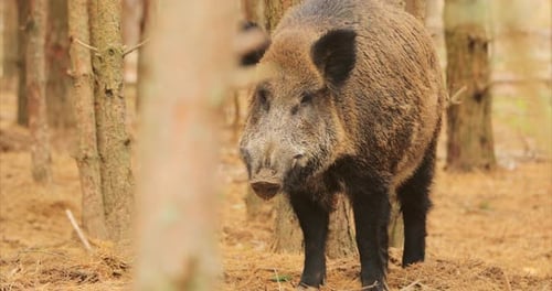 Wild Boar Or Sus Scrofa Also Known As The Wild Swine Eurasian Wild Pig In Autumn Forest