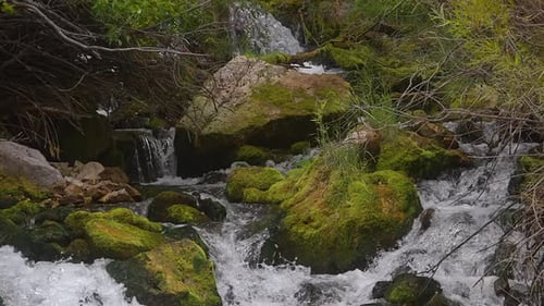 River Rushing Over Large Mossy Rocks In Rainforest. Tilt-down