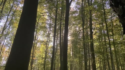 La lumière du soleil filtre à travers les grands arbres d'une forêt sereine, créant un cadre paisible et naturel