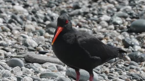 Gros plan d'un huîtrier noir variable ayant fait caca dans les pierres à Okarito, en Nouvelle-Zélande.