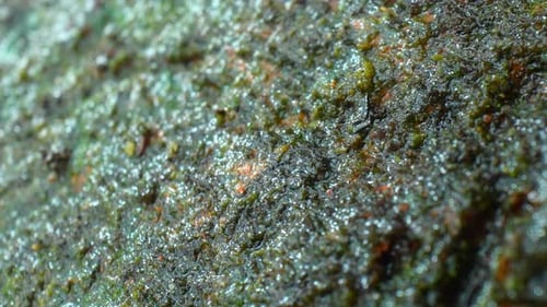 Una vista de cerca de la materia orgánica verde que crece en un ladrillo.
