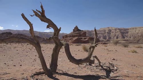 Arid desert, small tree foreground, mountains and valley at the background, Israel desert, blue sky,