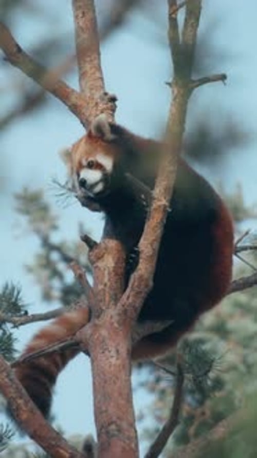 Petit panda roux assis en haut d'un pin dans les bois. Verticale