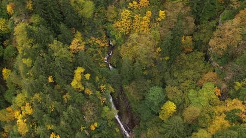 Autumn Forest