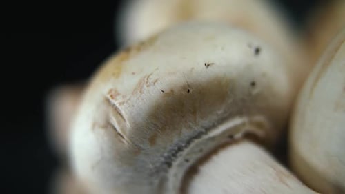 crispy video of a pile of mushrooms, detailed RAW champignons, white caps, on a rotating stand, smoo